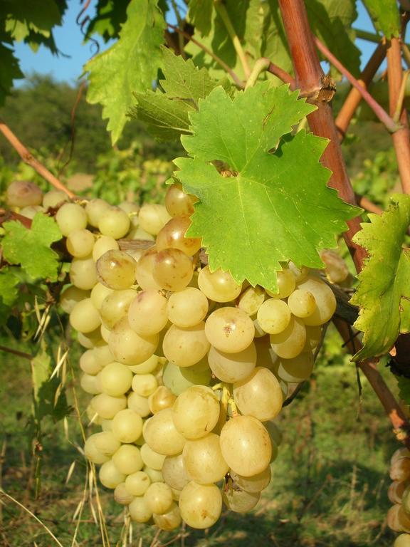 Podere Le Chiuse 索瓦纳 外观 照片