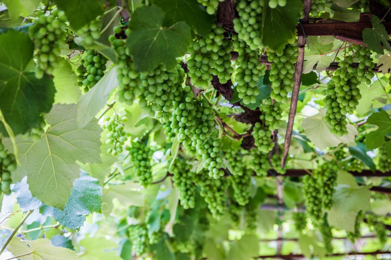Podere Le Chiuse 索瓦纳 外观 照片